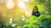 Colorful Butterfly Resting on Lush Greenery in Sunlight
