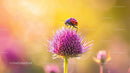 Ladybug on Thistle Flower with Vibrant Summer Colors