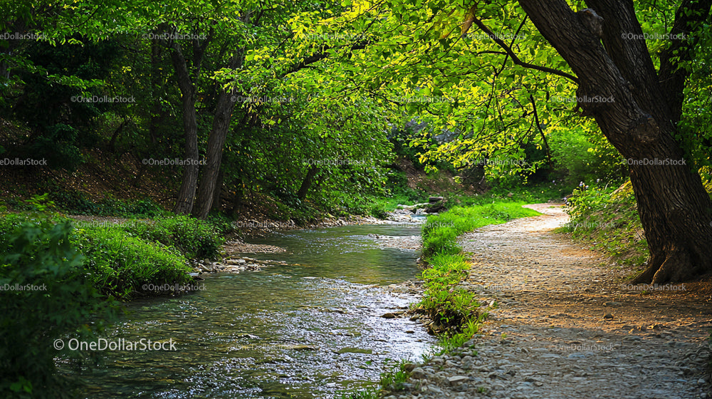 Tranquil Forest Path Along a Gentle Stream