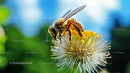 Honey Bee Pollinating Yellow Flower in Vibrant Garden