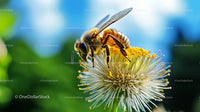 Honey Bee Pollinating Yellow Flower in Vibrant Garden