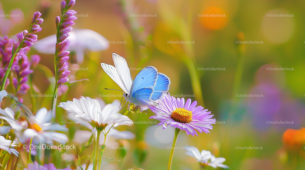 Blue Butterfly on Purple and White Wildflowers