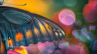 Macro Shot of Butterfly Wing with Vibrant Colors and Bokeh