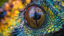 Close-Up of Colorful Chameleon Eye with Vibrant Scales