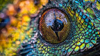 Close-Up of Colorful Chameleon Eye with Vibrant Scales