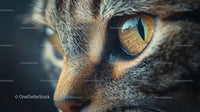 Close-Up of Tabby Cat's Eye Capturing Intriguing Details