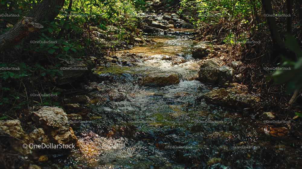 Serene Forest Stream Flowing Through Greenery