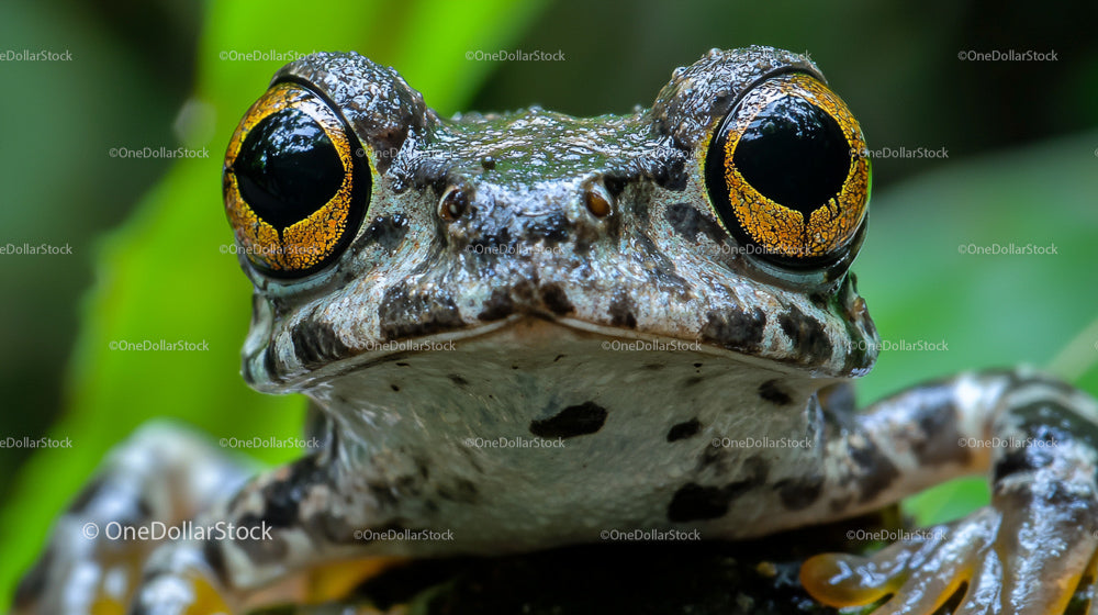 Close-Up of a Frog with Vivid Yellow Eyes in Tropical Habitat