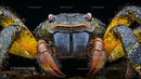 Close-Up of a Vibrant Crab in Detailed Focus