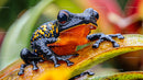 Close-up of a Vibrant Black and Orange Frog