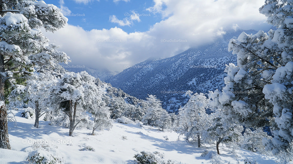 Snow-Covered Trees in Mountain Winter Wonderland