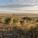 Giraffes Roaming the Vast African Savannah