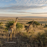 Giraffes Roaming the Vast African Savannah