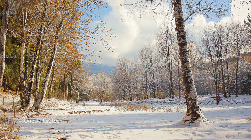 Serene Winter Landscape with Snow-Covered Birch Trees