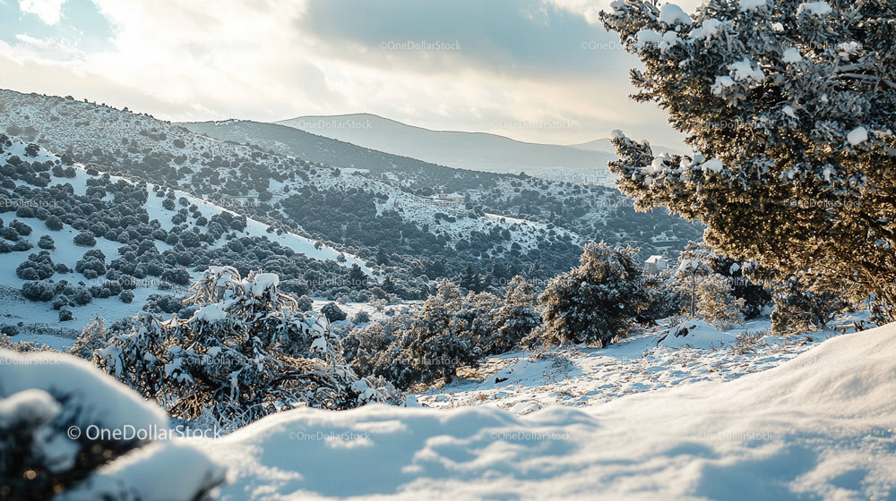 Snow-Covered Hills and Pine Trees on a Winter Morning