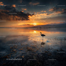 Silhouette of Bird at Serene Sunset Lake View