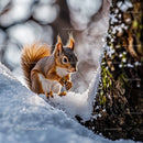 Curious Squirrel in Snow-Covered Forest