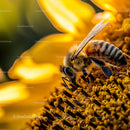 Macro Shot of Honeybee on Vibrant Sunflower
