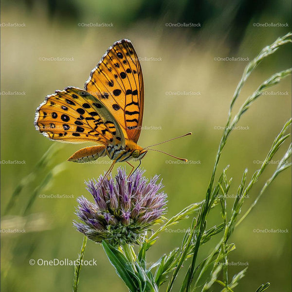 Pomarańczowy motyl na fioletowym kwiecie w naturalnym środowisku