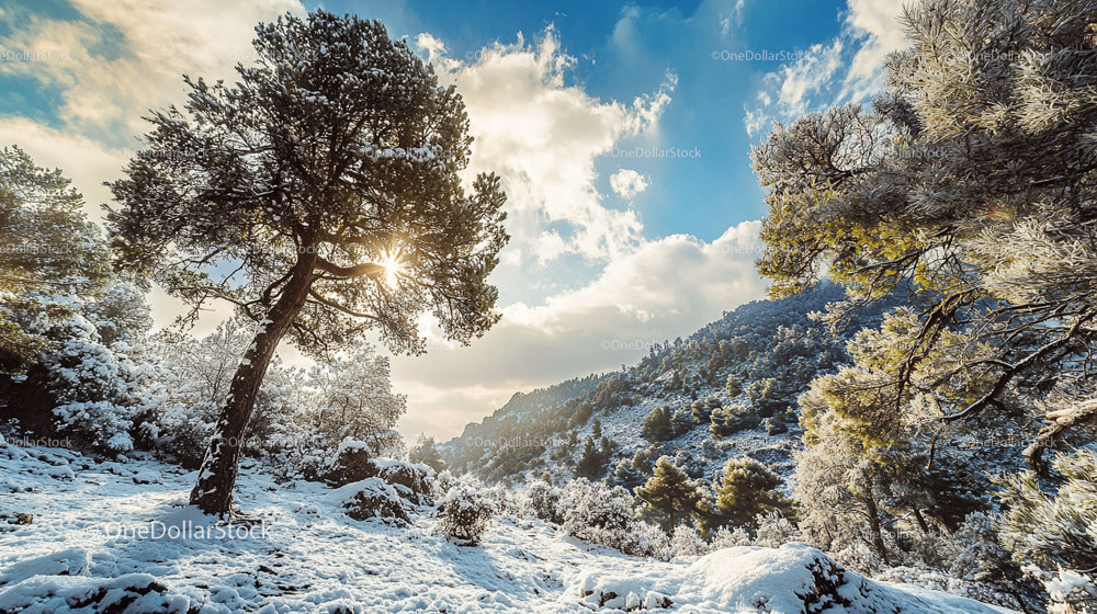 Snowy Pine Forest with Sunlight Breaking Through