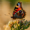 Vibrant Peacock Butterfly on Wildflower Blossom