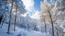 Serene Snow-Covered Forest with Tall Pine Trees