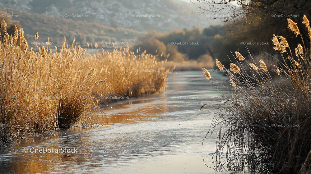 Tranquil River with Golden Reeds on a Winter Morning
