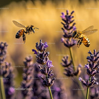 Honeybees Pollinating Lavender in Summer Sun