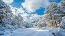 Snowy Pine Forest Under Bright Blue Sky