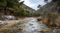 Tranquil River Flowing Through Pine Forest and Rocky Landscape