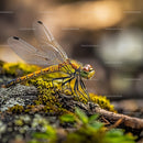 Close-up of a Dragonfly on Vibrant Moss
