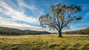 Majestic Tree in a Vast Countryside Meadow