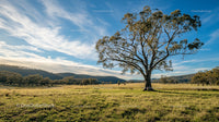 Majestic Tree in a Vast Countryside Meadow
