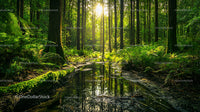 Sunlit Forest with Tranquil Stream in Lush Greenery