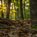 Squirrel Enjoying Sunlit Forest in Tranquil Surroundings