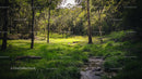 Lush Green Forest with Sunlit Clearing and Tranquil Stream
