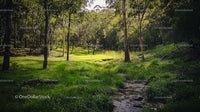 Lush Green Forest with Sunlit Clearing and Tranquil Stream