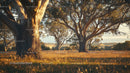 Majestic Eucalyptus Trees in Golden Hour Light