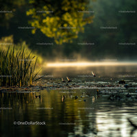 Serene Misty Lake with Waterfowl at Sunrise