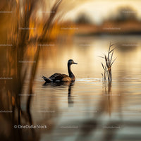 Duck Gliding on Tranquil Lake with Golden Reflections