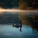 Duck Gliding on Misty Lake at Sunrise