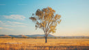 Lone Tree in Golden Field at Sunset