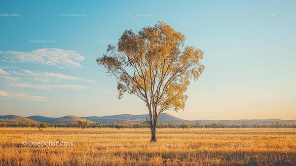 Lone Tree in Golden Field at Sunset