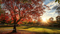 Sunrise Through Autumn Trees in a Vibrant Park