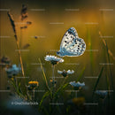 Delicate Butterfly Resting on Wildflowers at Sunset