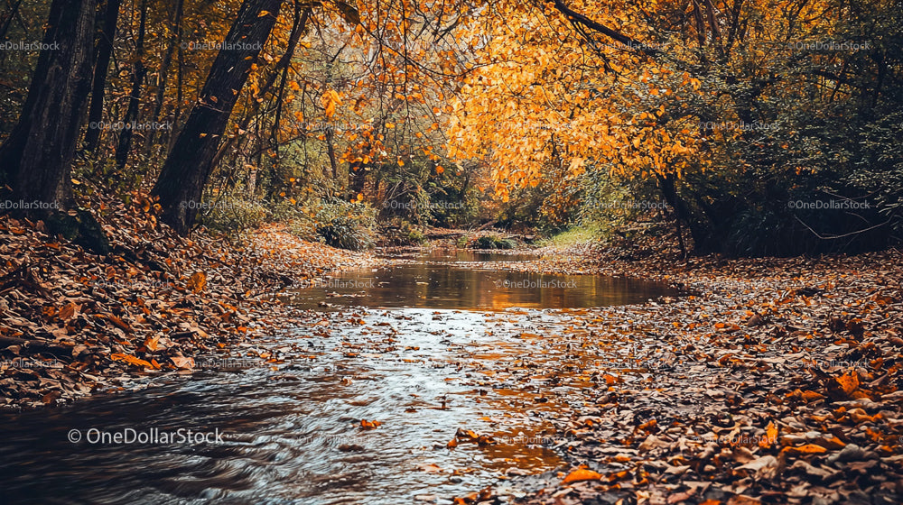Tranquil Woodland Stream with Golden Autumn Leaves