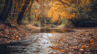 Tranquil Woodland Stream with Golden Autumn Leaves