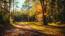 Tranquil Forest Path with Sunlit Autumn Foliage