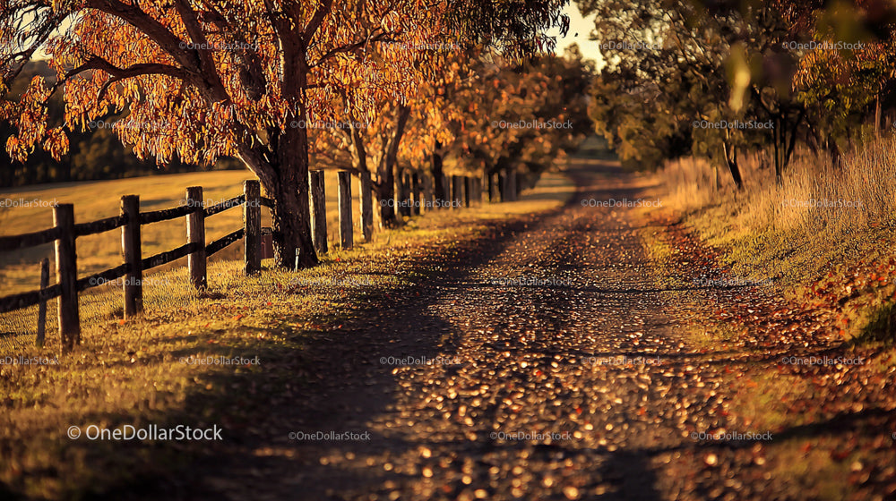 Autumn Pathway Lined with Golden Leaves in Countryside