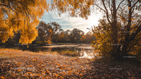 Golden Autumn Trees Reflecting in Tranquil Lake at Sunset